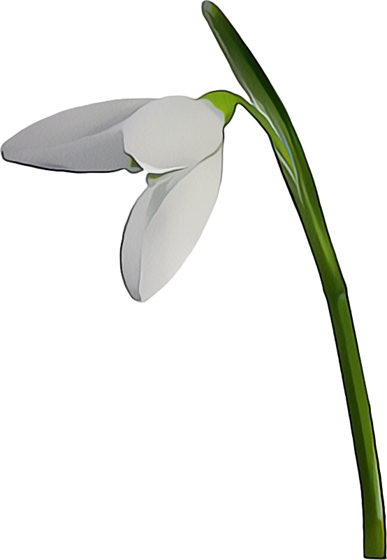 Transparent Snowdrop Spring Psychotherapist Galanthus for Easter