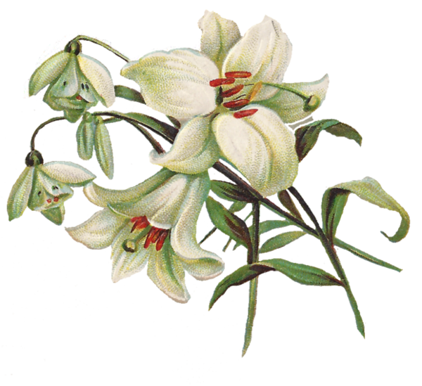 Transparent Easter Lily Flower Color Plant for Easter