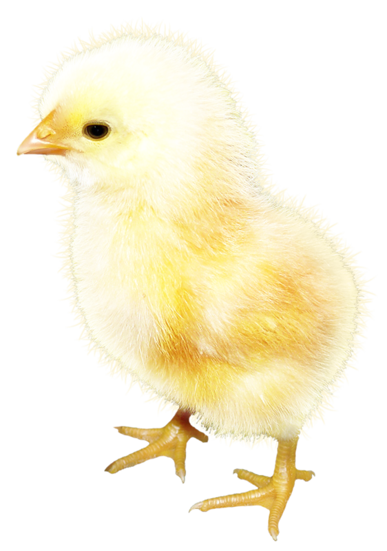 Transparent Rooster Chicken Yellow Poultry Livestock for Easter