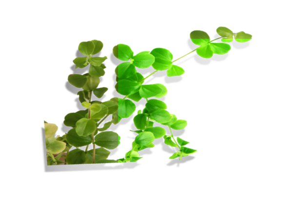 Transparent Clover Leaf Fourleaf Clover Plant for Easter