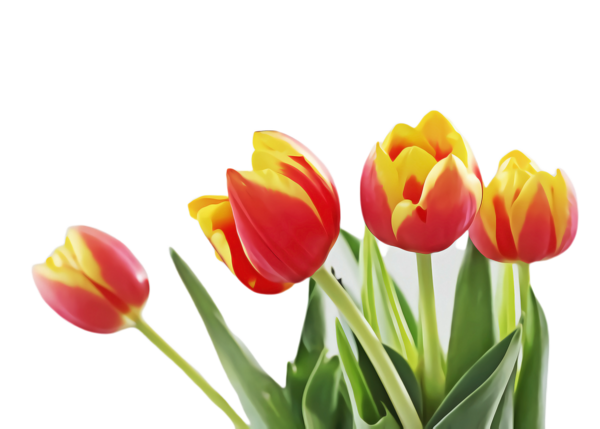 Transparent Tulip Cut Flowers Plant Stem Flower for Easter