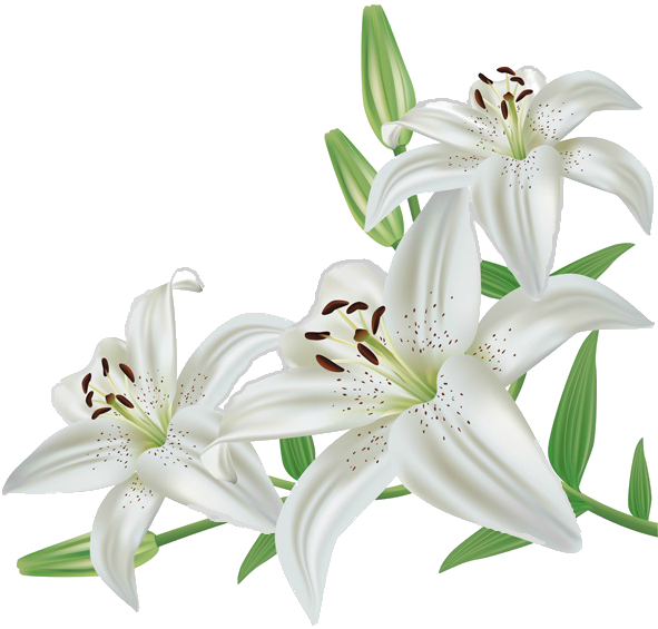 Transparent Madonna Lily Flower Easter Lily Lily for Easter