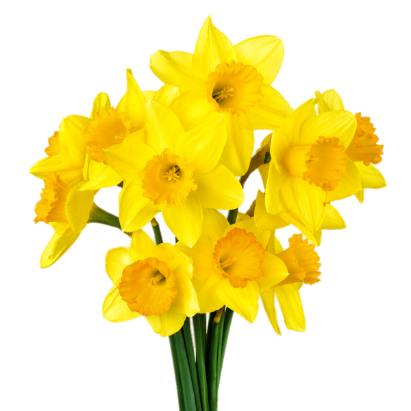 Transparent Narcissus Pseudonarcissus Narcissus Flower Plant for Easter
