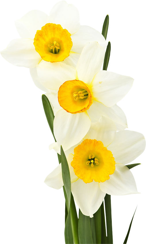 Transparent White Bunchflowered Daffodil Yellow Flower for Easter