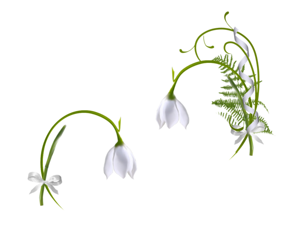 Transparent Ornamental Plant Snowdrop Leaf Green Flora for Easter