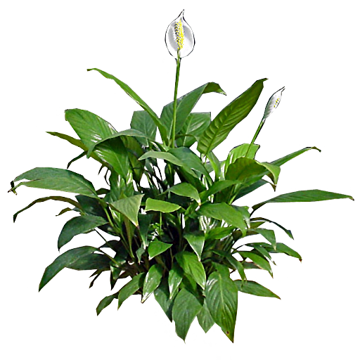 Transparent Peace Lily Plant Houseplant Flower for Easter