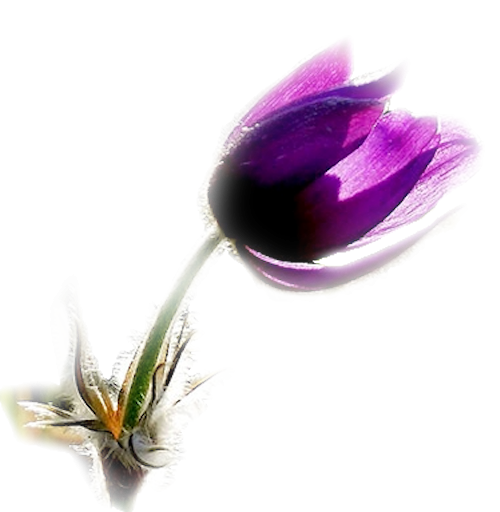 Transparent Proverb Easter Flower Purple for Easter