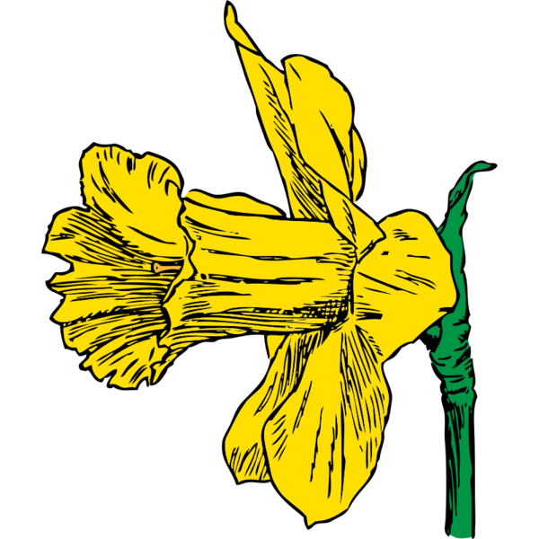 Transparent Daffodil Drawing Flower Petal Yellow for Easter