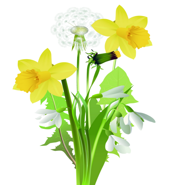 Transparent Flower Drawing Jonquil Plant for Easter