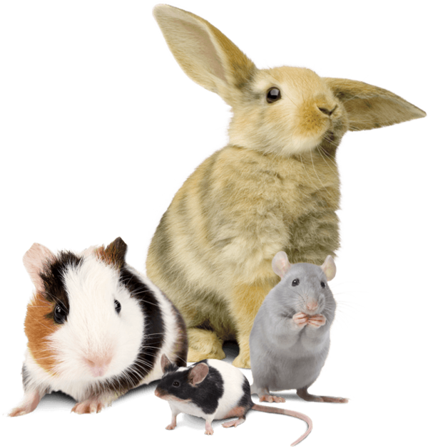 Transparent Guinea Pig Easter Bunny Rabbit Muridae Rat for Easter