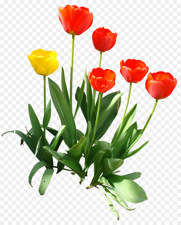 Transparent Indira Gandhi Memorial Tulip Garden Tshirt Tulip Flower Plant for Easter
