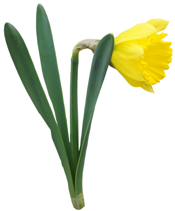 Transparent Daffodil Flower Yellow Plant for Easter