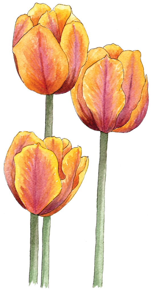 Transparent Tulip Bulb Flower for Easter