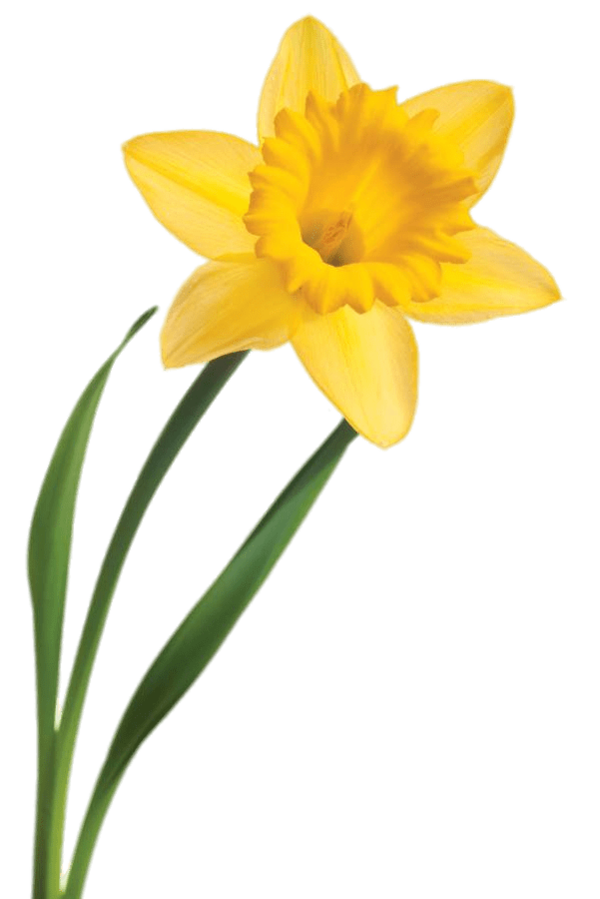 Transparent Daffodil Flower Drawing Plant for Easter