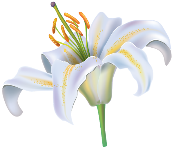 Transparent Madonna Lily Easter Lily Flower White for Easter