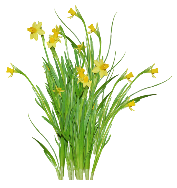 Transparent Jonquille Flower Daffodil Plant for Easter
