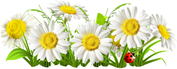 Transparent Chamomile Flower Common Daisy Daisy for Easter