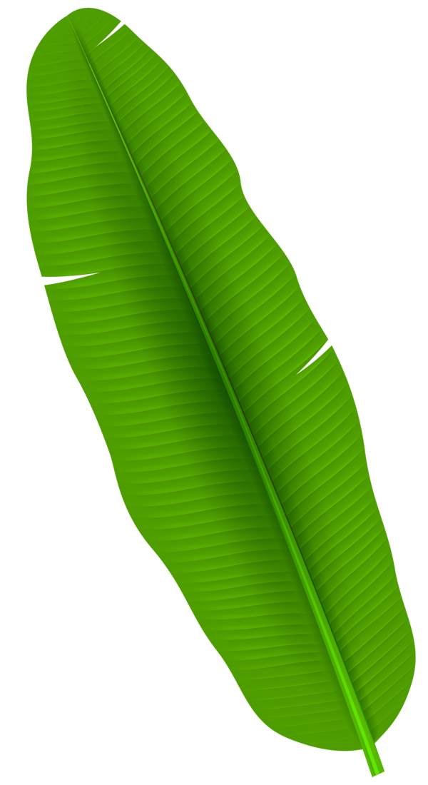 Transparent Leaf Banana Leaf Arecaceae Plant for Easter