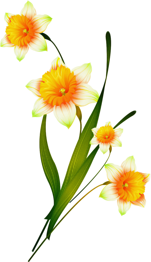 Transparent Floral Design Flower Daffodil Plant for Easter
