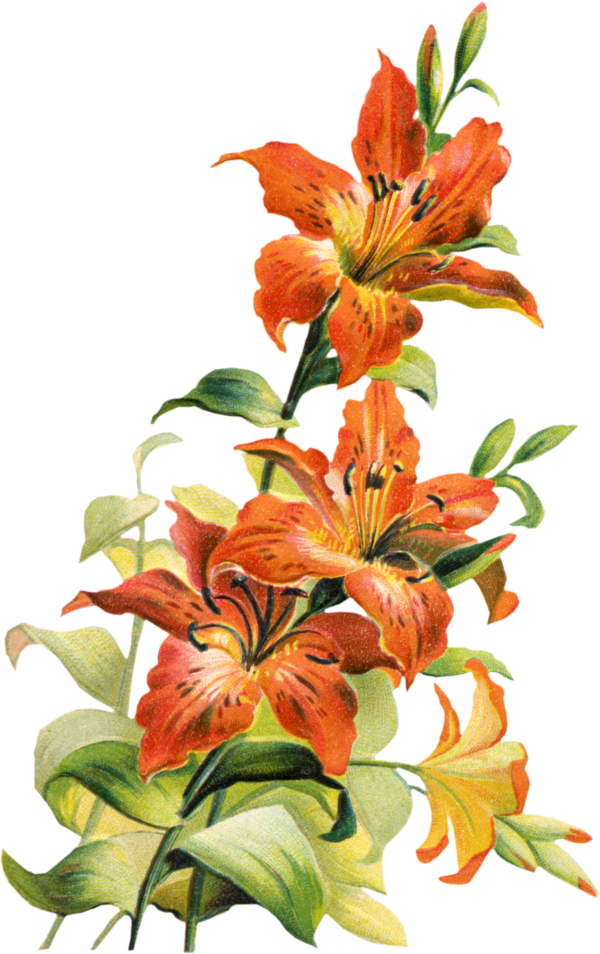 Transparent Tiger Lily Lilium Bulbiferum Tiger Plant Flower for Easter