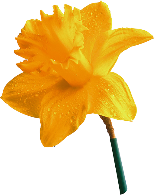 Transparent Daffodil Narcissus Yellow Flower for Easter