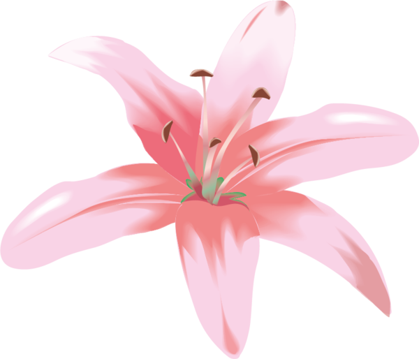 Transparent Flower Easter Lily Madonna Lily Lily for Easter