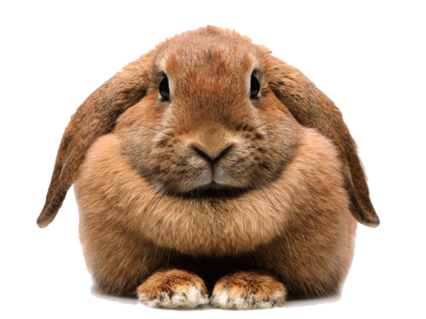 Transparent Rabbit Easter Bunny Annandale Fur for Easter