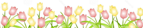 Transparent Indira Gandhi Memorial Tulip Garden Flower Tulip Plant for Easter