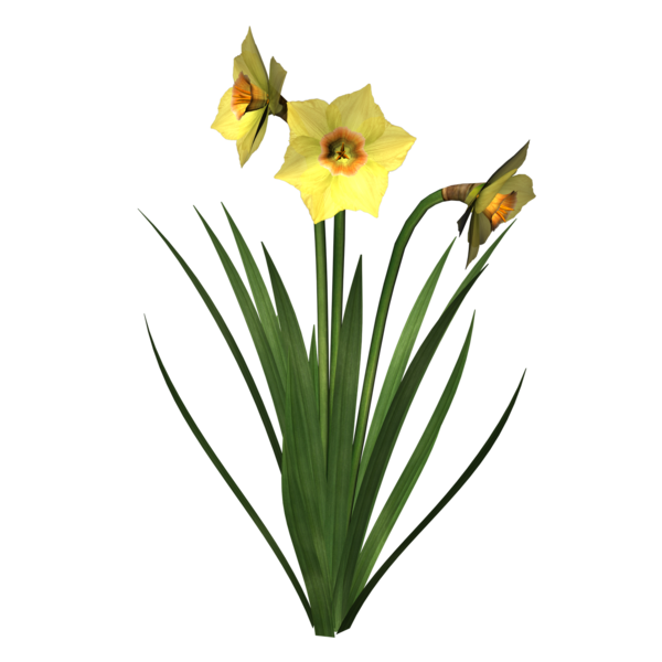 Transparent Narcissus Jonquilla Flower Blog Plant for Easter