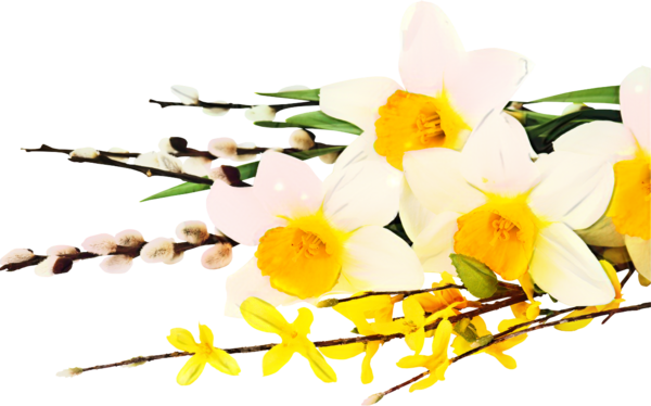 Transparent Daffodil Flower Flower Bouquet Yellow for Easter