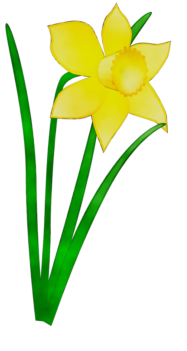 Transparent Daffodil Flower Floral Design Yellow for Easter