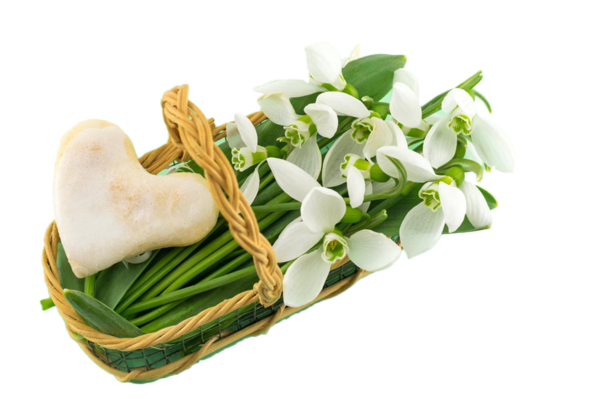 Transparent Galanthus Nivalis Flower Leucojum Food Herb for Easter