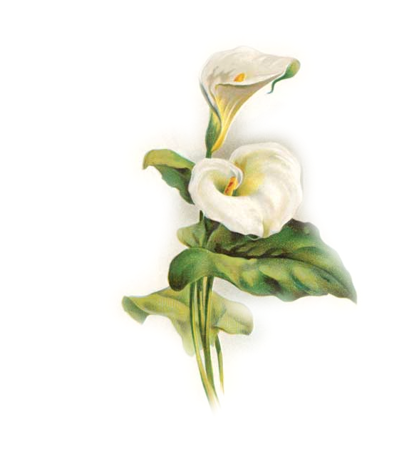 Transparent Flower Arumlily Arum Lilies Arum White for Easter