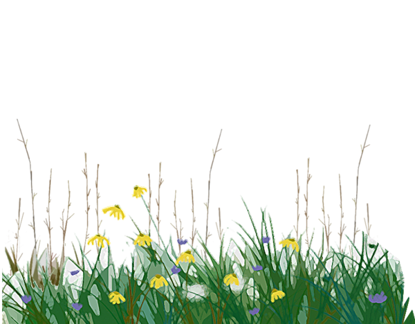 Transparent Temperate Grasslands Savannas And Shrublands Tallgrass Prairie Grass Grass Family Flower for Easter