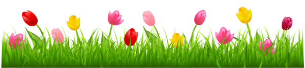 Transparent Tulip Flower Blog Plant for Easter