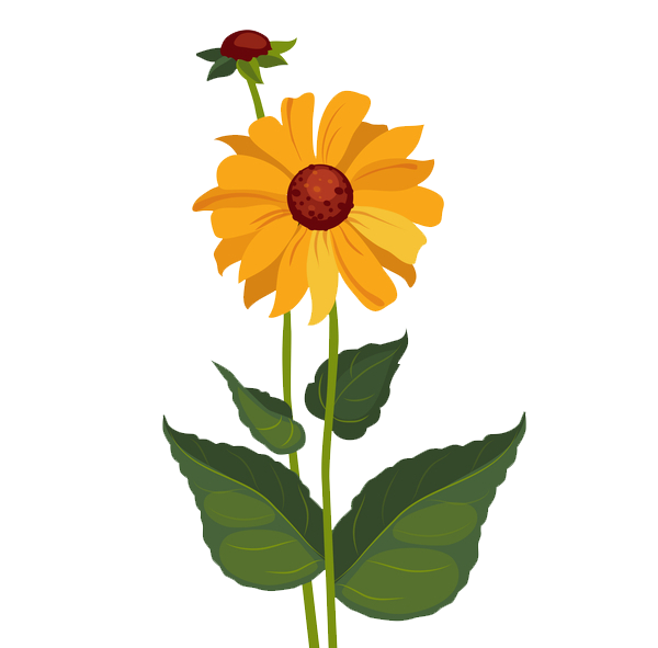 Transparent Drawing Flower Daffodil Sunflower Seed Plant for Easter