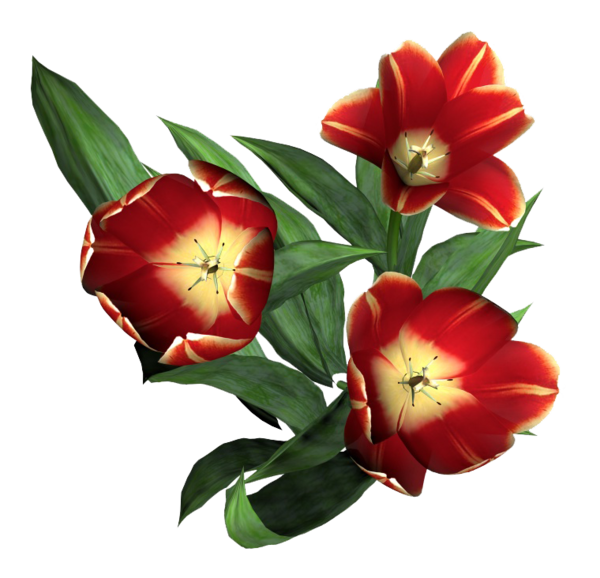 Transparent Tulip Flower Floral Design Plant for Easter