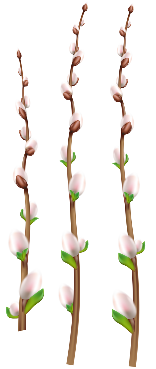Transparent Twig Branch Silhouette Plant Stem for Easter