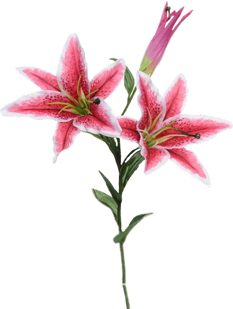 Transparent Lily 'stargazer' Flower Easter Lily Plant for Easter
