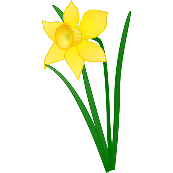 Transparent Daffodil Flower Website Plant for Easter
