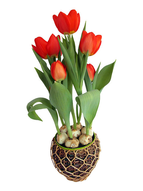 Transparent Tulip Flowerpot Flower Plant for Easter