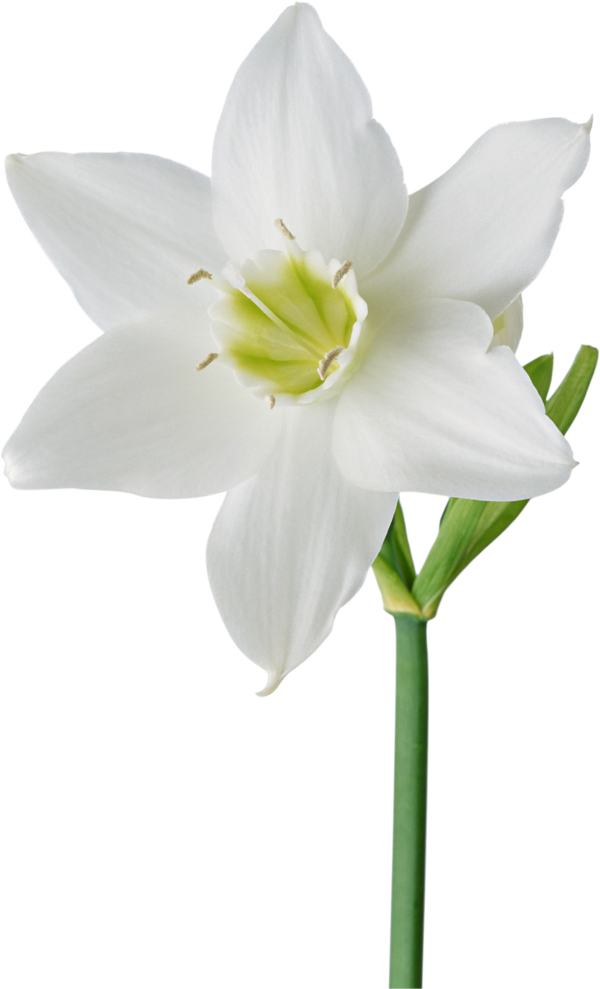 Transparent Flower Bunchflowered Daffodil White for Easter