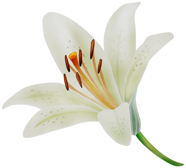 Transparent Madonna Lily Easter Lily Tiger Lily Flower Lily for Easter