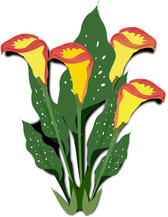 Transparent Arumlily Flower Drawing Plant for Easter