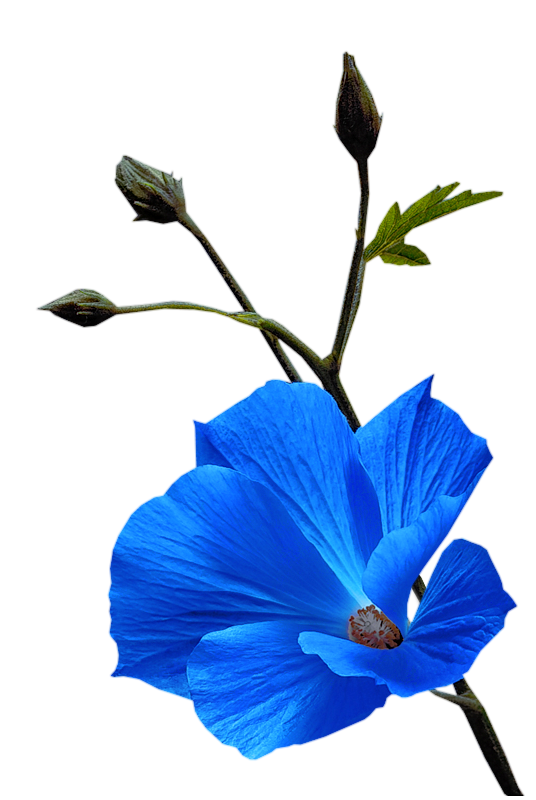 Transparent Ch Werkweek Greeting Blue Hibiscus for Easter