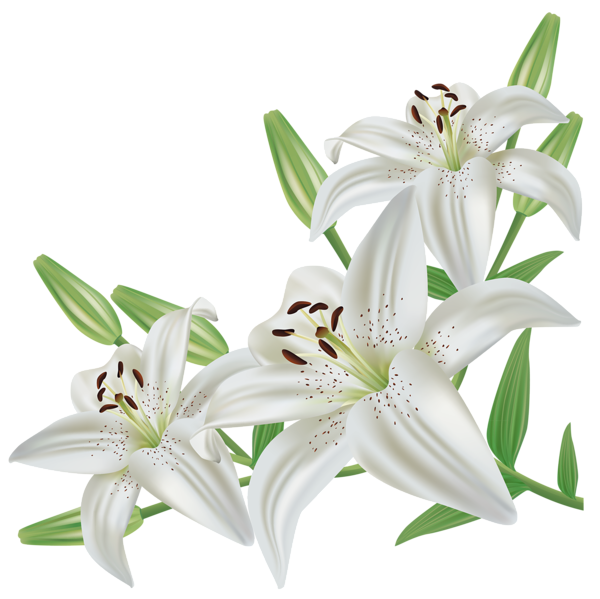 Transparent Lilium Candidum Easter Lily Flower Plant for Easter