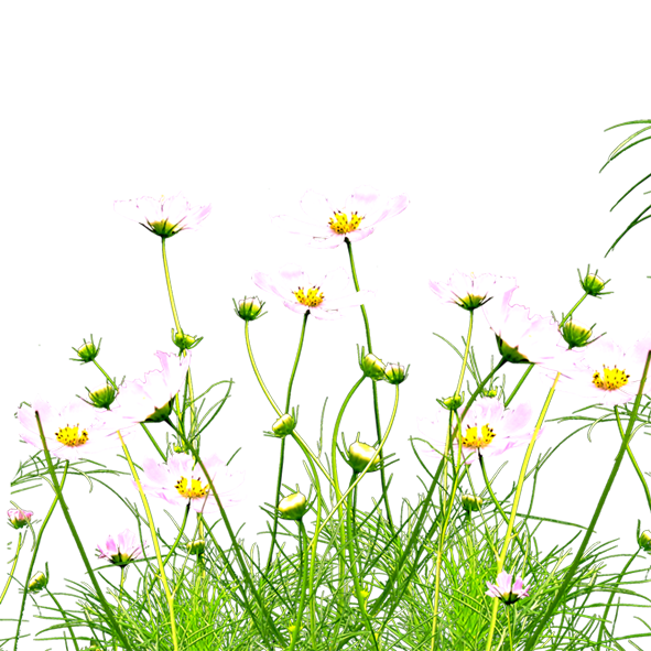 Transparent Kunshan Flower Wildflower Plant Flora for Easter