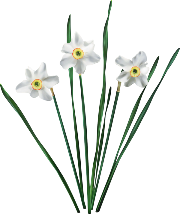 Transparent Flower Jonquil Bunchflowered Daffodil Plant for Easter