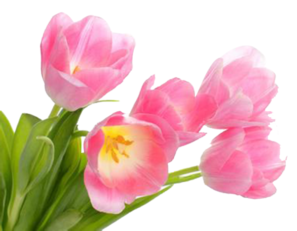 Transparent International Women S Day Flower March 8 Pink Plant for Easter
