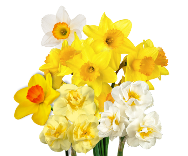 Transparent Wedding Invitation Bulb Birth Flower Flower Yellow for Easter
